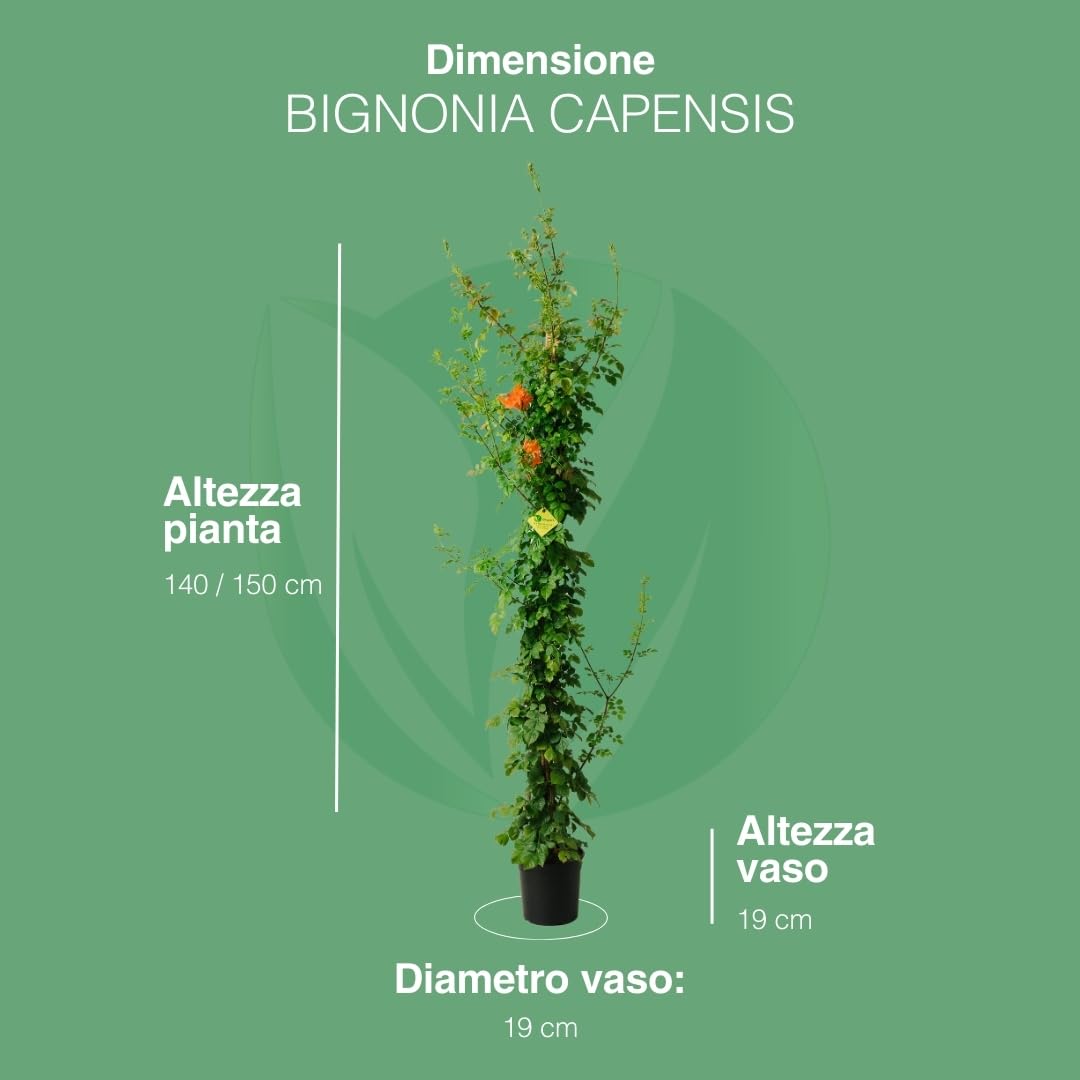 BIGNONIA CAPENSIS. Pianta rampicante da esterno, vaso da 19cm. Piante vere da esterno per giardino e pergolato. 6 mesi di concimazione con sistema Plantì.