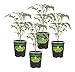 Bonnie Plants 4P0214 Sun Sugar Yellow Cherry Tomato (4), 4-PACK