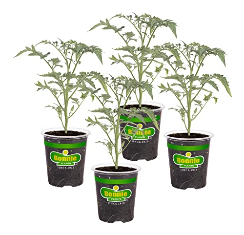 Bonnie Plants Sun Sugar Yellow Cherry Tomato...