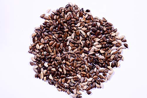 GREEN WORLD Napier/Elephant Grass/Pennisetum Purpureum Grass Seeds (10 Seeds) (B07RV9F63B) Amazon Price History, Amazon Price Tracker
