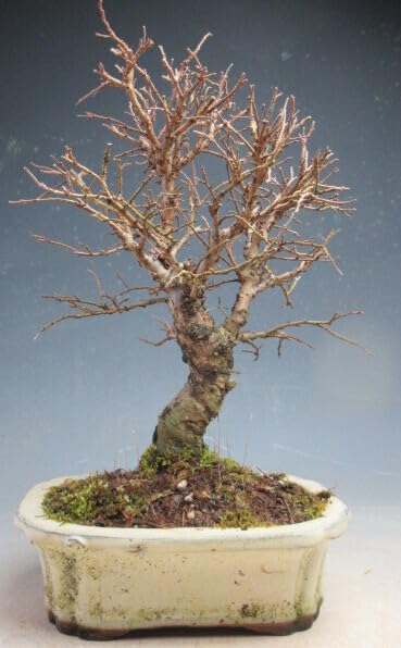 盆栽　ニレケヤキ　樹高55cm 盆栽 ニレケヤキ 樹高55cm