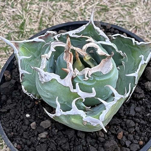 アガベ　チタノタ'白鯨' 植物図鑑】アガベ チタノタ（ティタノータ） 白鯨とは？希少な美しさを
