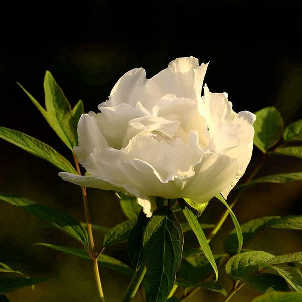 Bulbi Di Peonia Rari - Confezione Da 2 Pezzi Per Giardino, Aiuole E Decorazione - Foto 8