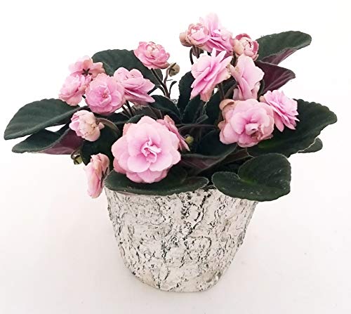 POWERS TO FLOWERS - SAINTPAULIA PINK LADY IN VASO PIETRA, VIOLETTA AFRICANA, pianta vera