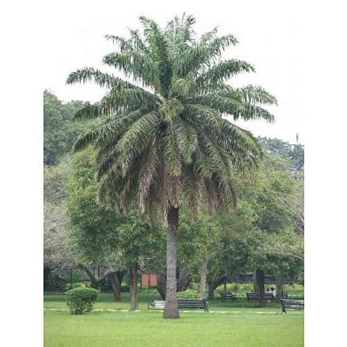 50 African Oil Palm Tree Seeds, Elaeis Guineensis