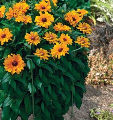 Bosmere E661 60cm Gambe 30 cm Larghezza Piccolo