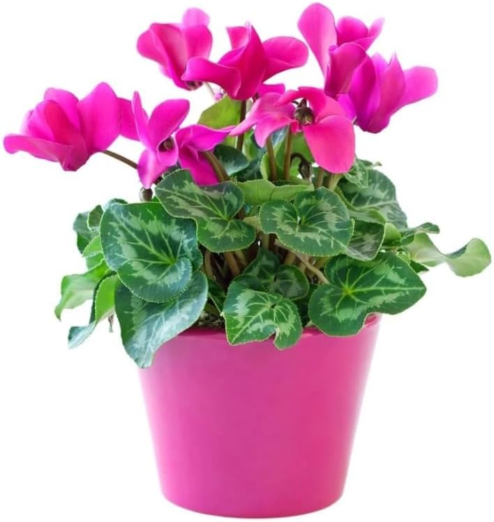 Cyclamen Plant Live Perennial Fowering Plant Persian Violet Shurb 4 Inch Pot, Winter Flowers (Pink Cyclamen Flowers)
