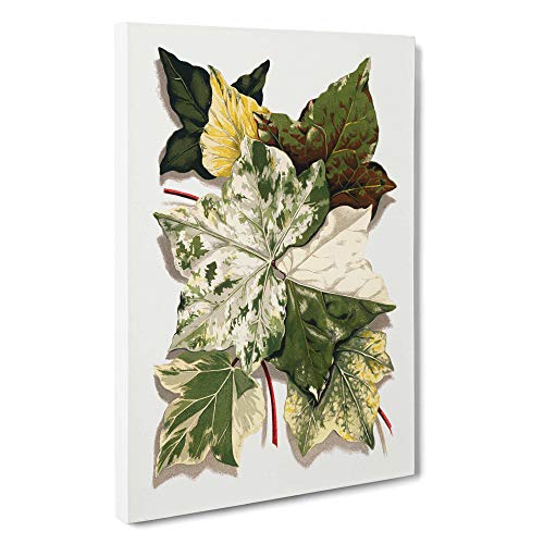 Big Box Art Shirley Hibberd - Lienzo decorativo (76 x 50 cm), diseño de hojas de hiedra Cover