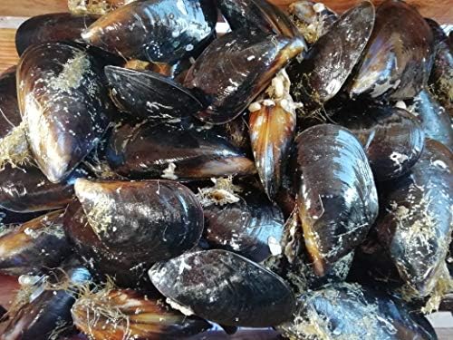 Amazon 産直丸魚 三陸産 活 ムール 貝 殻付き 1ｋｇ入 しゅうり貝 しうり貝 日和貝 ムール 洋野町種市のさかなや 産直丸魚 貝類 通販