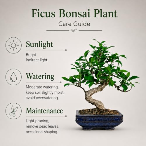 Image of Abana Homes S Shape Ficus Indoor Real Bonsai Plants Live for Home with Clay Pot - Low Maintenance
