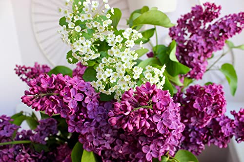 Notswoh-Mixed Lilac Seeds Fragrant Hardy Perennial Flower (50 Seedspack) #TOP3