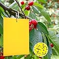 Panngu 2Pezzi Trappole Appiccicose Ciliegio, Mosche Dell'olivo Trappola per Insetti per Ulivi Mosca della Frutta, Afidi, Minatori Fogliari, Cicaline