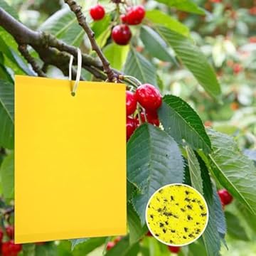 Panngu 2Pezzi Trappole Appiccicose Ciliegio, Mosche Dell'olivo Trappola per Insetti per Ulivi Mosca della Frutta, Afidi, Minatori Fogliari, Cicaline