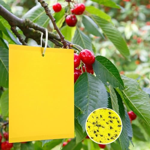 Panngu 20 Stück Gelbtafeln Kirschbaum Bekämpfen Trauermücken Bekämpfen Gelbsticker für Obstbäume Kirschfruchtfliegenfalle Gelbfalle für Trauermücke 20cmX15cm