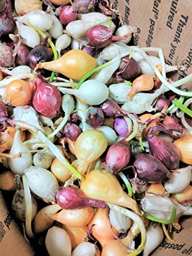 Tomorrowseeds - 3 Colors Mix Onion Sets (Starter Bulbs) Yellow, Red, White Sweet Onions Set For Planting Gardening Noon Day Neutral Vegetable Seed For 2023 - 1 Pound #TOP2