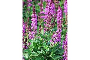 Perennial Farm Marketplace Salvia n. 'Rose Marvel' (Meadow Sage) Perennial #1 Container, Pink Spikes
