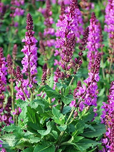 Amazon Com 多年生農場市場salvia N Rose Marvel Meadow Sage 多年生 尺寸 1 容器 粉紅色尖刺 露臺 草皮與花園