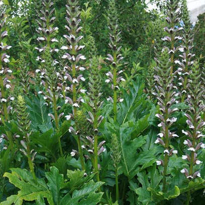 ハッピーガーデン 花苗 アカンサス モリス 1鉢 3~3.5号 【お届け中】 Acanthus mollis 宿根草 多年草 花の苗 白花 2023AKI ハッピーガーデン 花苗 アカンサス モリス 1鉢 3~3.5号 【お届け中】 Acanthus mollis 宿根草 多年草 花の苗 白花 2023AKI