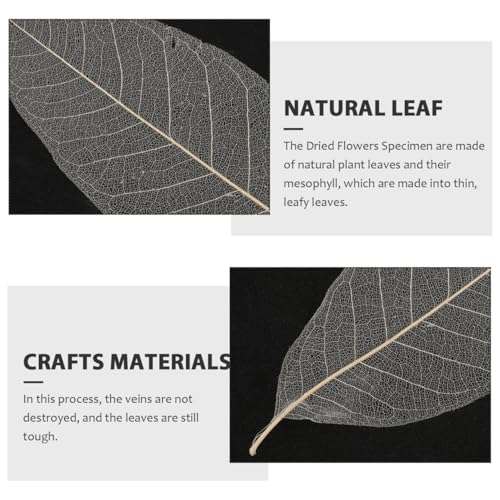 Hojas de Magnolia Esqueleto Blanqueadas Blancas para Manualidades miniatura 4