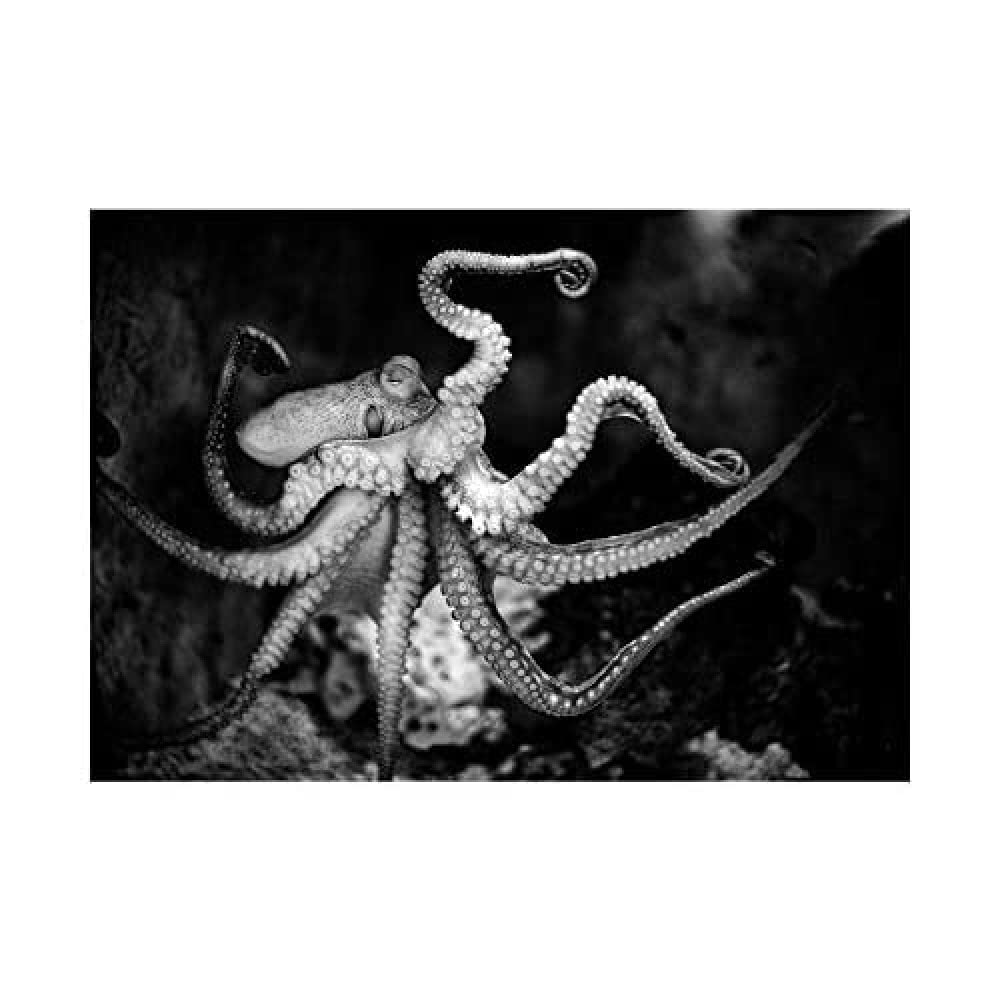 Wee Blue Coo Animal Photo Aquatic Marine Octopus BW Wall Art Print