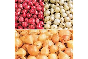 Planet Garden Onion Sets Mix, Red, Yellow, White (50-70 Bulbs), Garden Vegetable