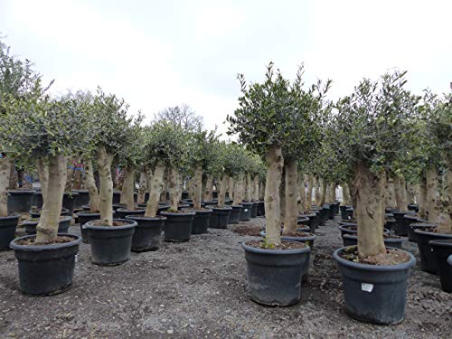 Olivenbaum Set 2 Stück 40 Jahre + 20 Jahre alt, beste Qualität, winterharte Olive - Image 3
