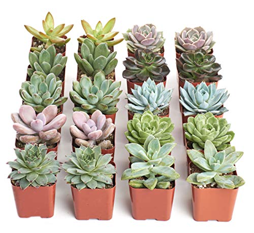 Shop Succulents Rosette Succulent Plant Pack Bulk Collection - Live Mini Succulent Plants, Low Maintenance, Floral Shaped Mix of Colors & Textures - Wedding and Party Favors, Gift & Garden, Pack of 20