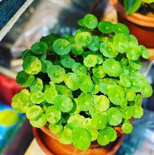 Image of Live Chinese Money Plant Coin Good Luck Feng Shui Plant pilea peperomioides pancake missionary plant indoor outdoor plant for office desk balcony terrace garden and home .with white pot (pack of 1)