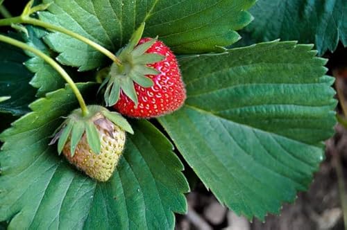 Graines fraisier des 4 saisons -connu sous le nom de fraise des Bois- Sachet de 0,2 gramme - Graines de style