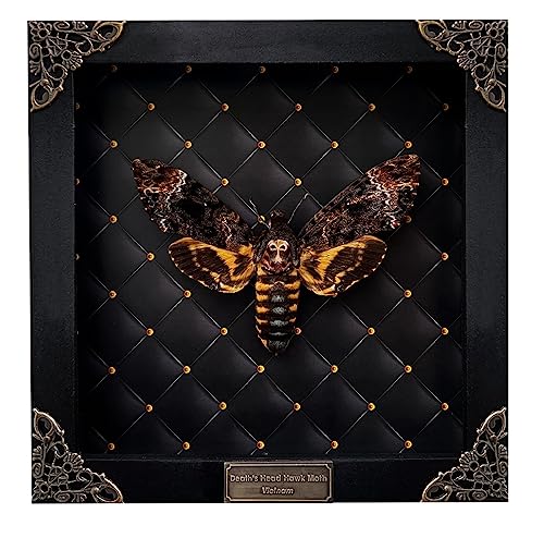 Real Death Head Moth Skull Frame Taxidermy Acherontia Gothic K18-01-NE