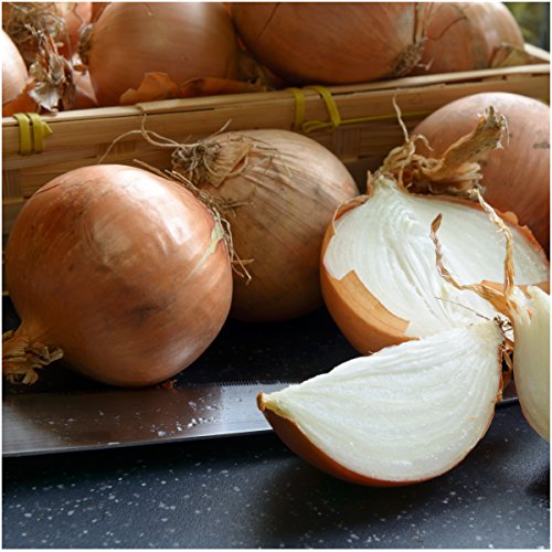 Seed Needs, Yellow Sweet Spanish Onion Seeds For Planting (Allium Cepa) Single Package Of 450 Seeds - Heirloo, Non-Gmo & Untreated #TOP1