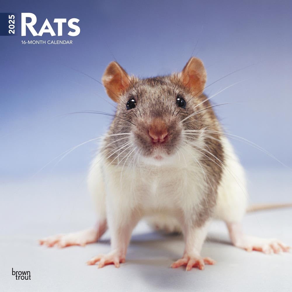 Rats | 2025 12 x 24 Inch Monthly Square Wall Calendar | BrownTrout | Domestic Animals Mouse
