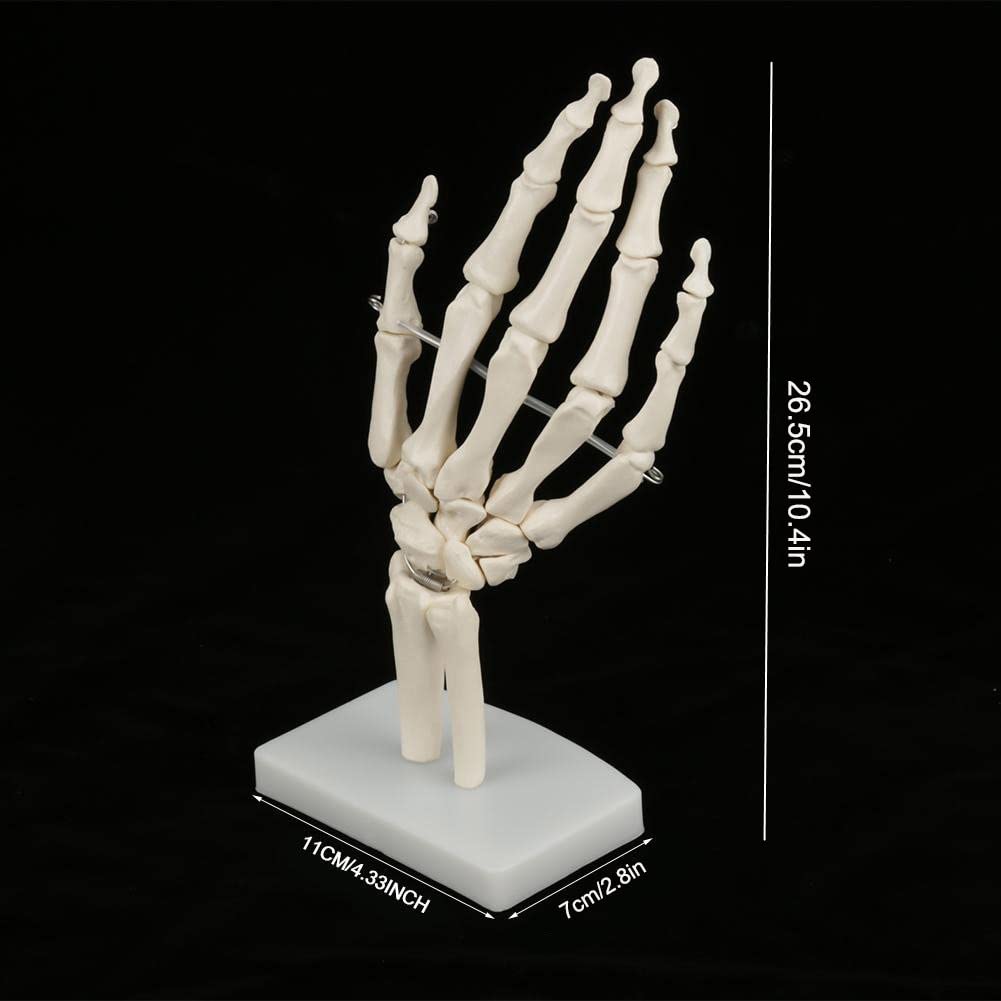 Medizinisches Handknochenmodell, Menschliche Größe Handgelenk Gelenkforschung Knochenmodell für Medizinische Ausstellungen, Künstler, Dekorationen
