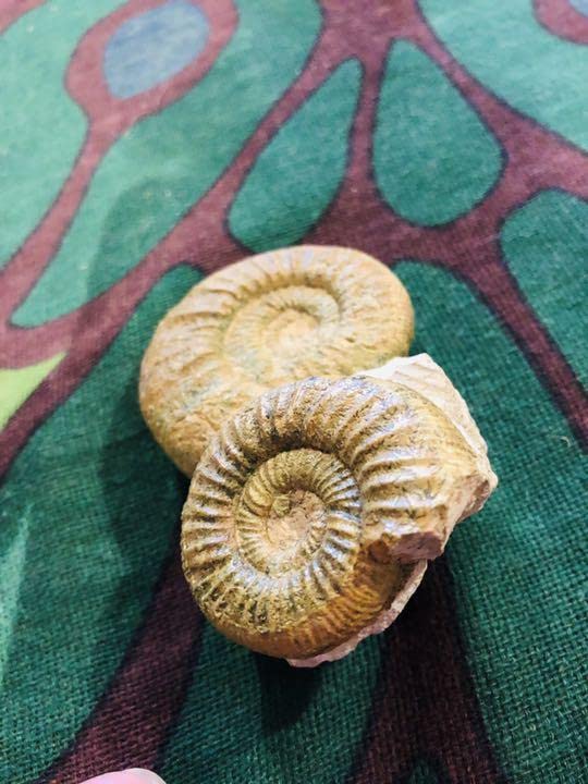 Amazon.co.jp: レア ダブルアンモナイト化石 置物 観賞用 ルース 原石