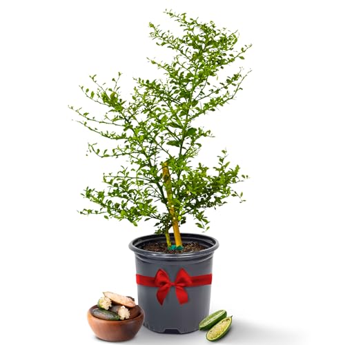 Australian Finger Lime Trees Live Plants 13'- 22' Tall - Fresh Finger Limes, Dwarf Lime Tree Live Plant, Indoor Fruit Trees, Housewarming Gifts, Cannot Ship: CA,AZ,TX,LA, Plant Tree Pot by Via Citrus