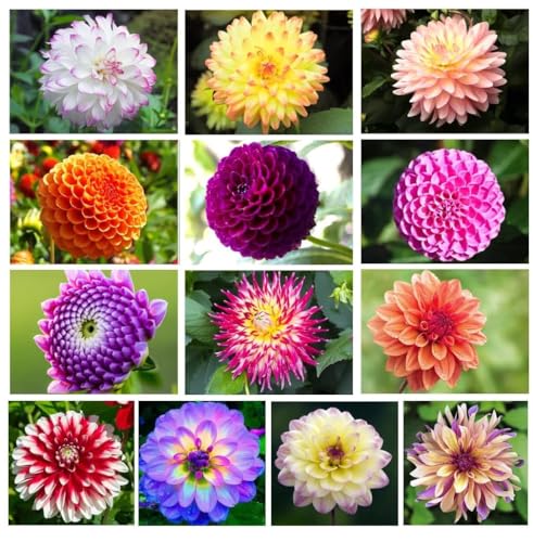 Mixed Dahlia Tubers for Planting - Grow Stunning Perennial Dahlia Flowers - Tubers Produce...