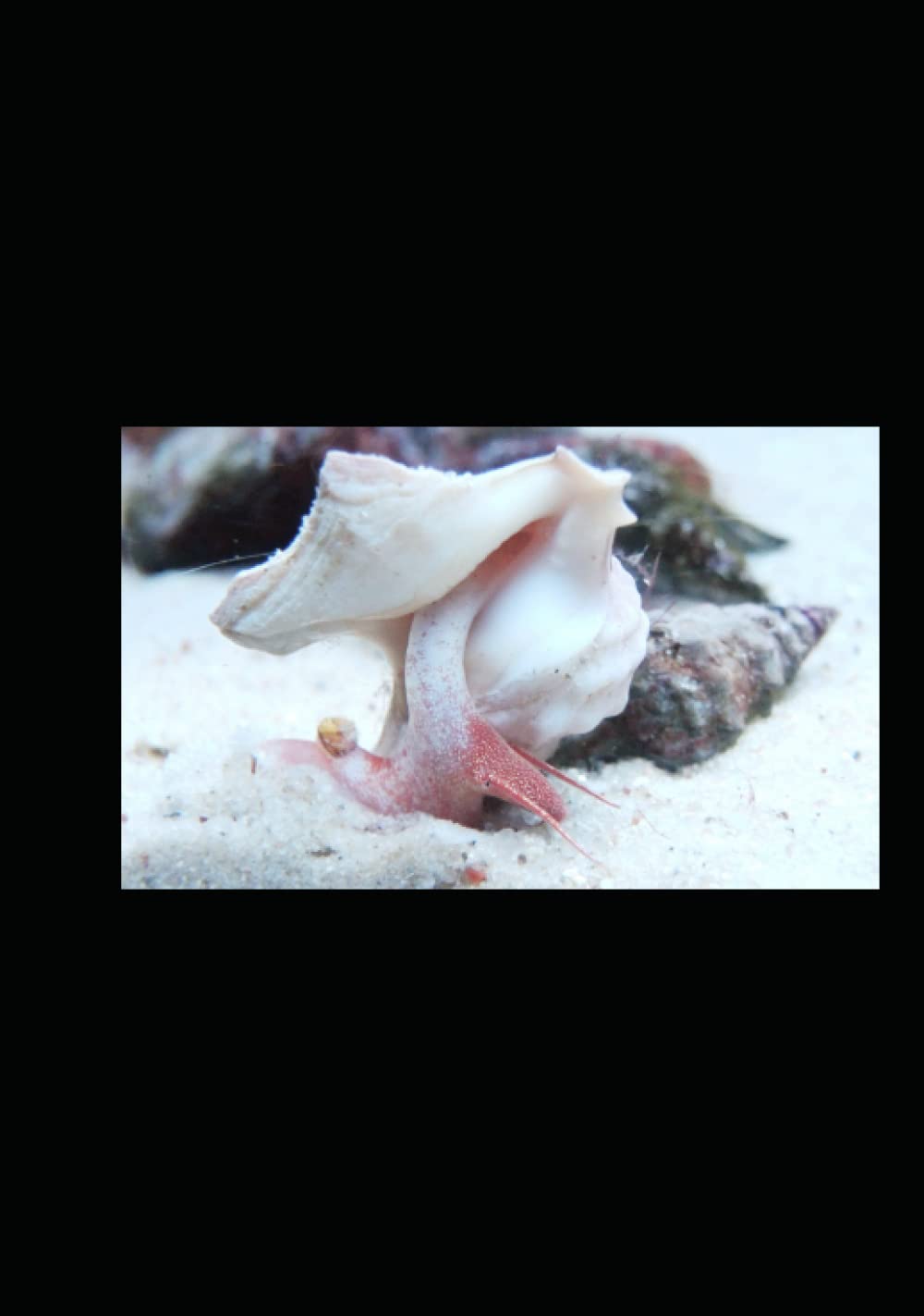 Nordseefauna II Wirbellose (German Edition)