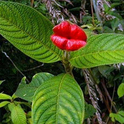 Amazon Co Jp 100個 袋レッドホットリップフラワーレアポットガーデンパークヤードレオブルーミング植物psychotriaホームガーデンのエラータ 05 ホーム キッチン