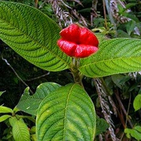 Amazon Co Jp 100個 袋レアレッドホットリップス花盆栽鉢ガーデンパークヤードレオブルーミング植物psychotria Elataのホームガーデン 03 Diy 工具 ガーデン