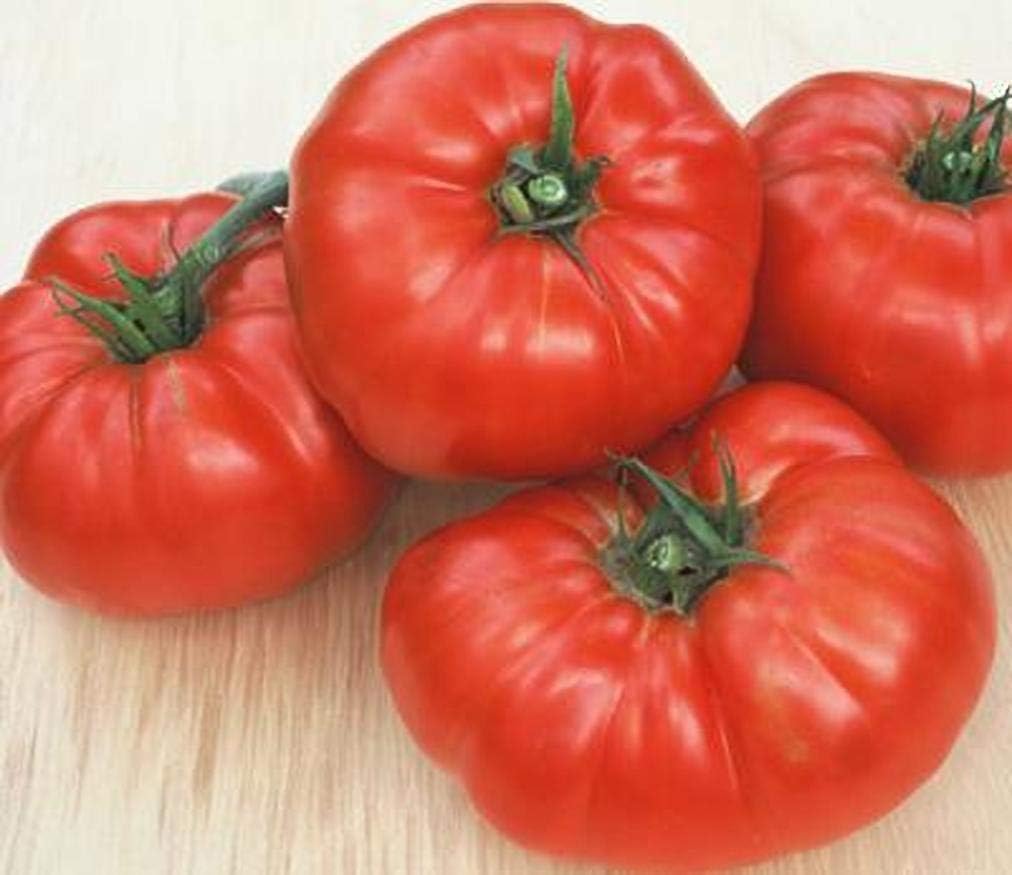 Tomato Beefsteak Garden Heirloom Vegetable by Seed Kingdom (1/4 Lb Seeds)