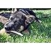 Ora-Clens Oral Hygiene Chews for Large Dogs-Enzymatic Dental Treats for Daily Oral Care, Cleans Teeth and Freshens Breath, Reduces Plaque, Bacteria and Tartar Build Up Without Brushing-30 Chews