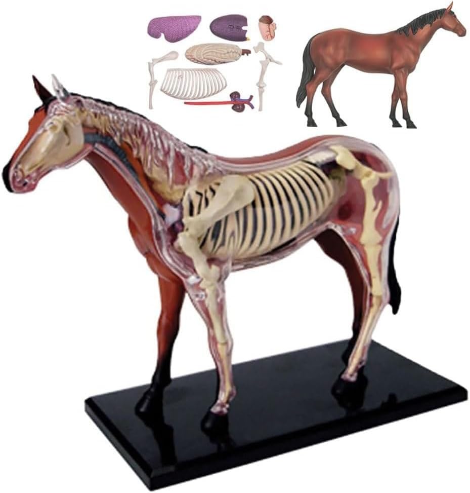 Biological Horse Organ Anatomy Teaching Model Animal Model Horse Anatomy Model 4D Visual Detachable Organs and Partial Education