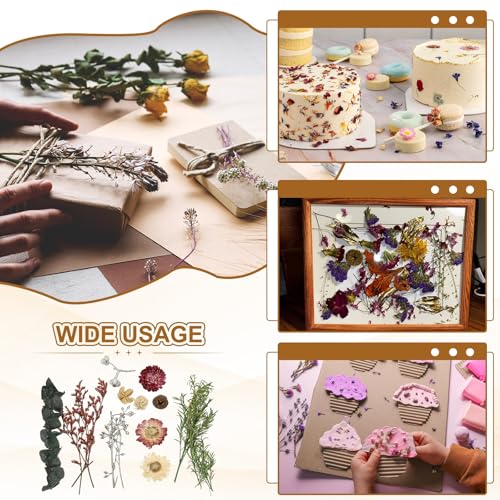 Set Natural de Flores Secas para Manualidades miniatura 6