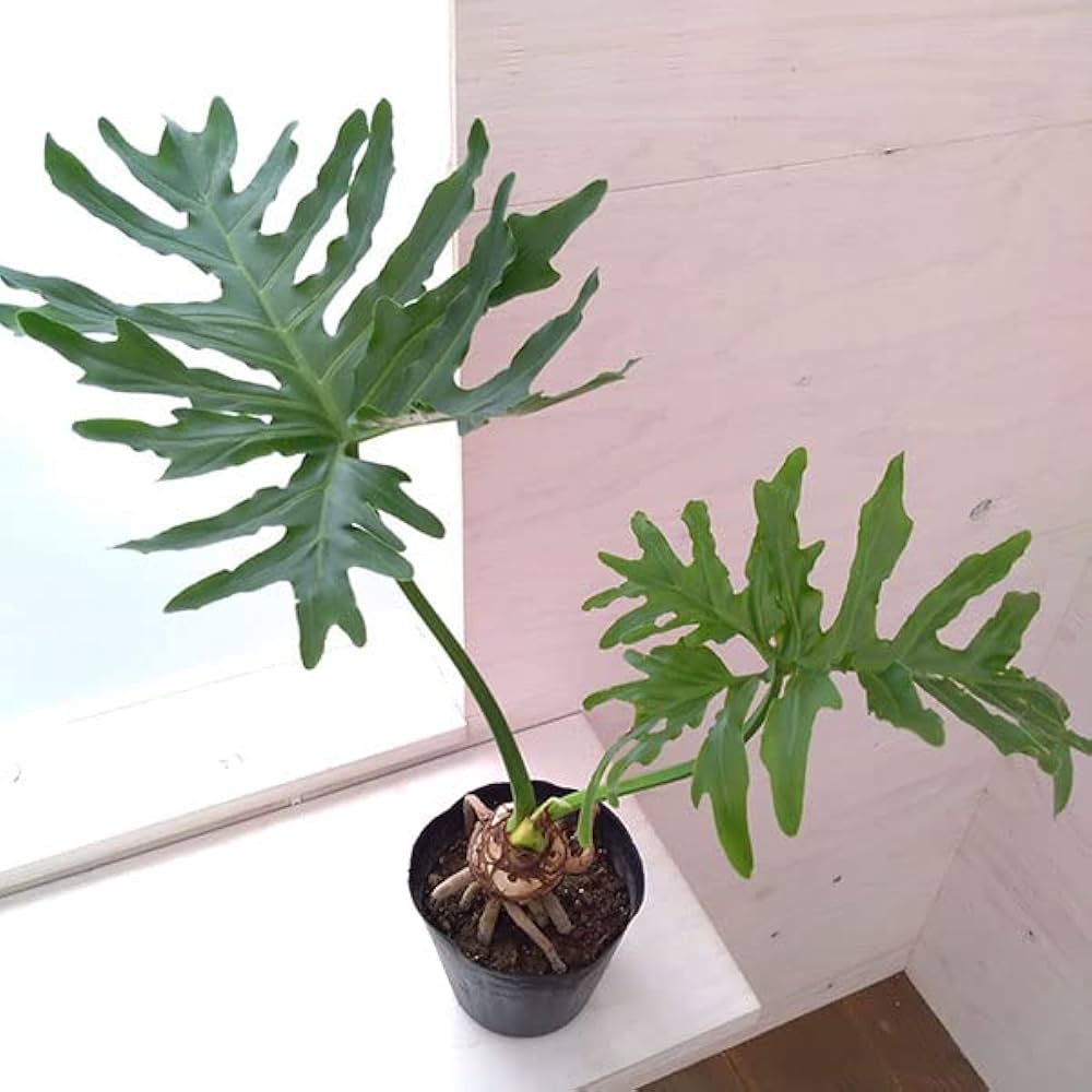 Amazon|フィロデンドロン:セローム根上がり5号ポット[生命力ある根と Amazon|フィロデンドロン:セローム根上がり5号ポット[生命力ある根と