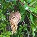 Praying Mantis 2 Egg Cases 100 - 400 Babies with Hirt's Hatching Habitat