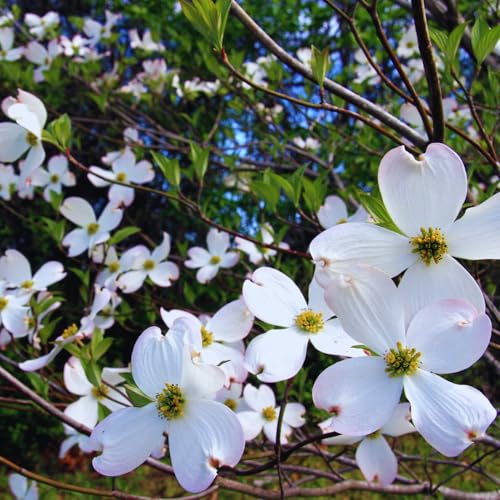 2 White Dogwood Tree Live Plants Bare Roots 12 to 18 Tall Dogwood Flowering Plant Live
