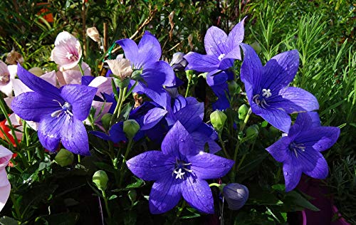 Seeds Balloon Flower Mix (Platycodon Chinese) Perennial Flowers Seeds Balloon Flower Mix (Platycodon Chinese) Perennial Flowers