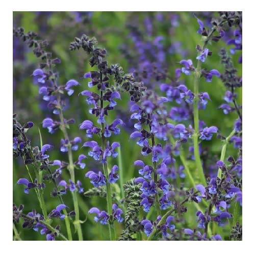 PlantGenesis Salvia pratensis / Meadow Clary / Meadow Sage / Wildflower / Hardy Perennial / Seeds, White,Pink