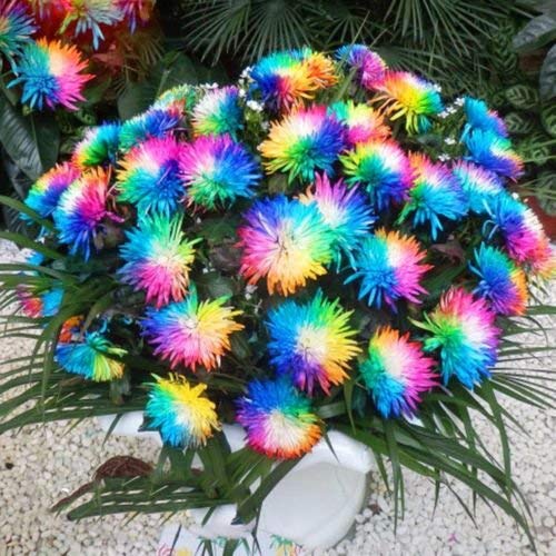 Creative Farmer Rainbow Chrysanthemum Flower Seeds Ornamental Rare Color Plant 30 Seeds (B07Z9CKH4C) Amazon Price History, Amazon Price Tracker