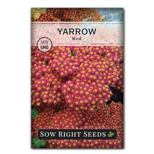 Sow Right Seeds - Achillea Yarrow Red Seeds for Planting - Flowering Herb to Plant in Your Home Garden - Non-GMO Heirloom Packet with Instructions - Favorite Perennial to Attract Pollinators